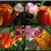 Tulipanowe oczarowanie;)))