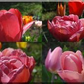 Tulipanowe oczarowanie;)))