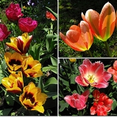 Tulipany 2011