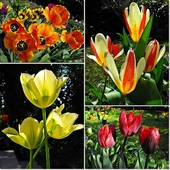 Tulipany 2011