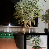 Złocień krzewiasty (Argyranthemum frutescens)