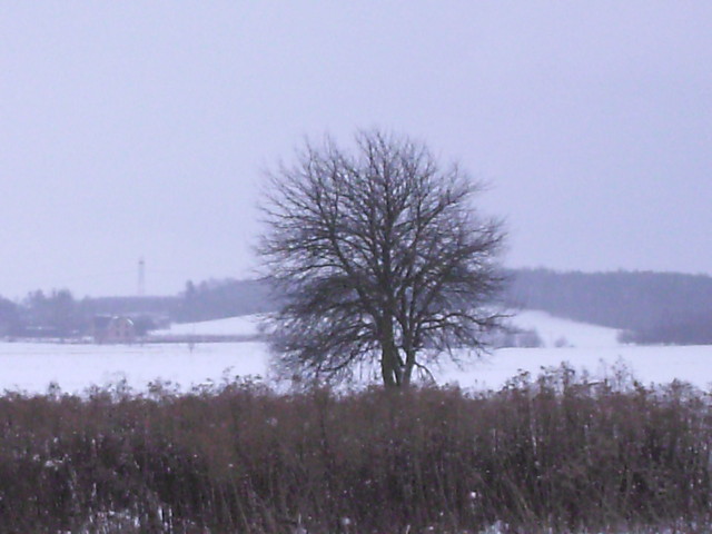bezlistne drzewo w zimowym krajobrazie