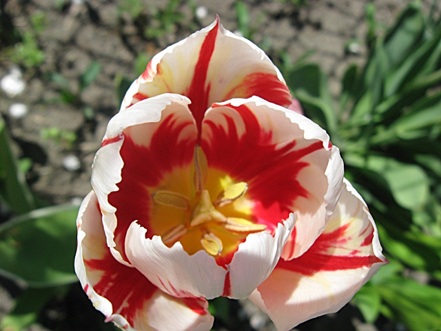 Cd. tulipanów