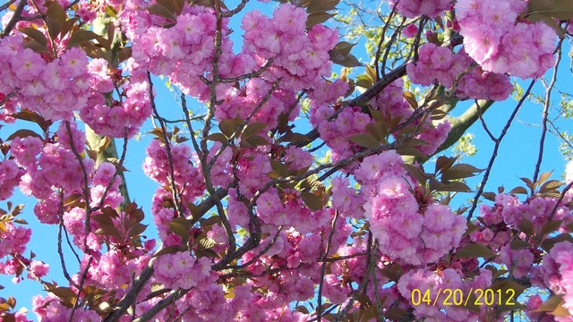 Drzewko ma piekne rozowe kwiaty :)