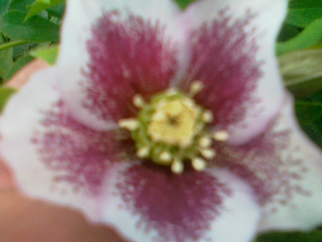 helleborus white spotted lady  