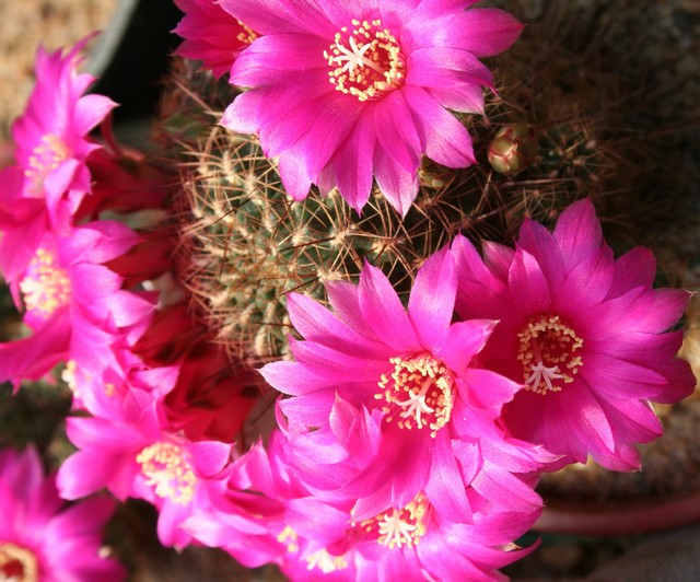 Kaktus z kaktusiarni c.d.