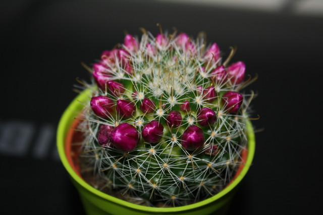 Kaktusik III