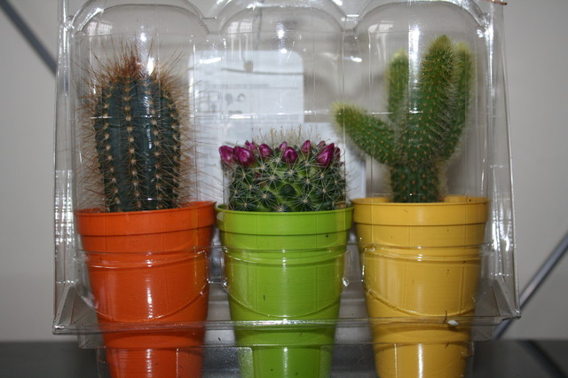 Kaktusiki trojaczki :)