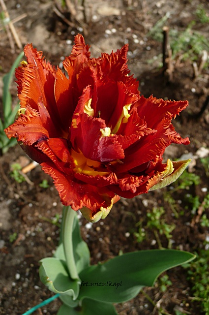 kolejny płomienny kolorek tulisia