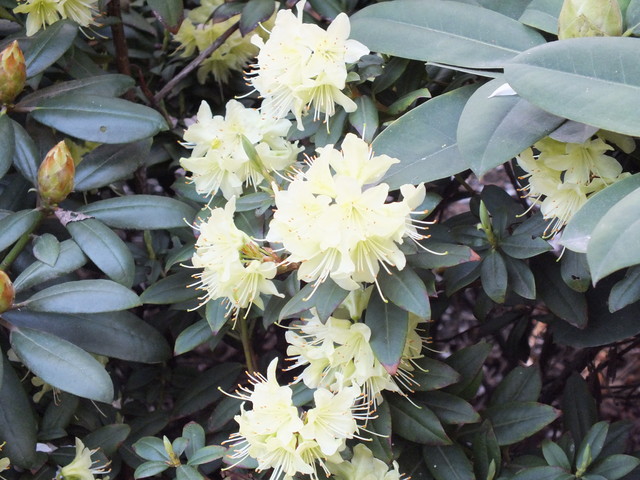 kolejny rododendron