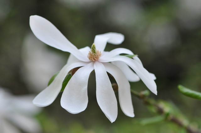Magnolia,