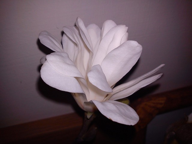 magnolia:D 