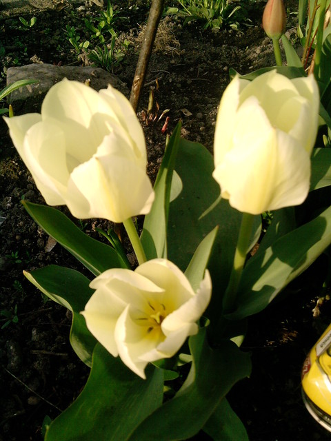 Moje piękne tulipany...