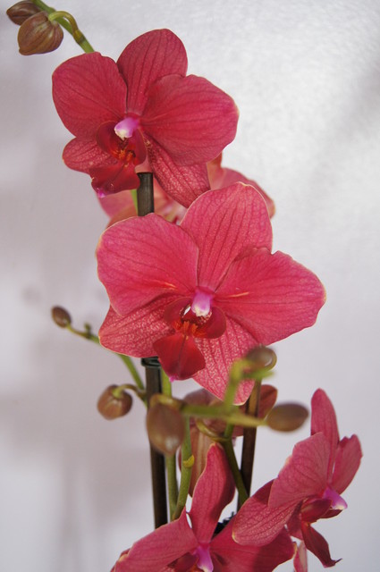Phalaenopsis o malinowym kolorze