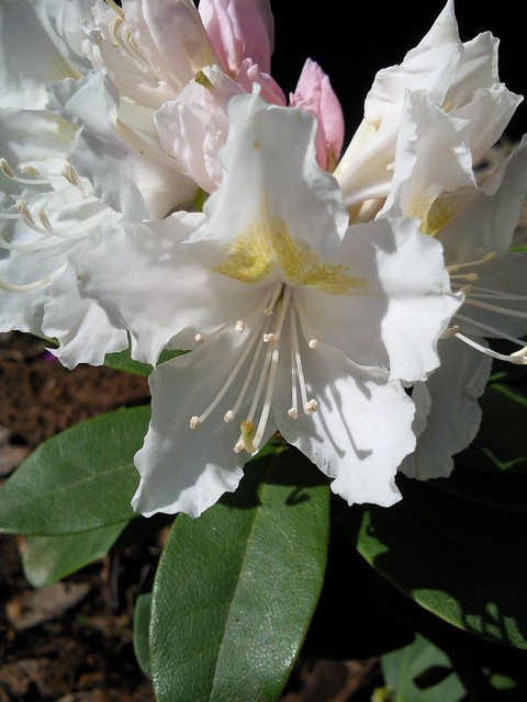 rhododendron wielkokwiatowy