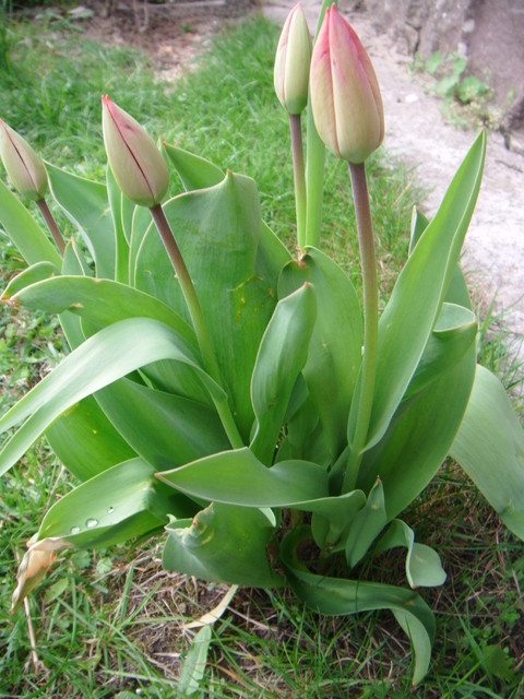 tulipanik