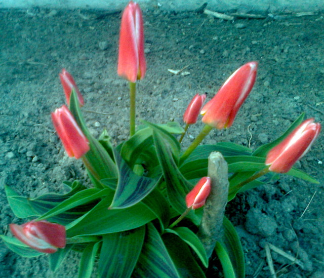 Tulipaniki zakwitają