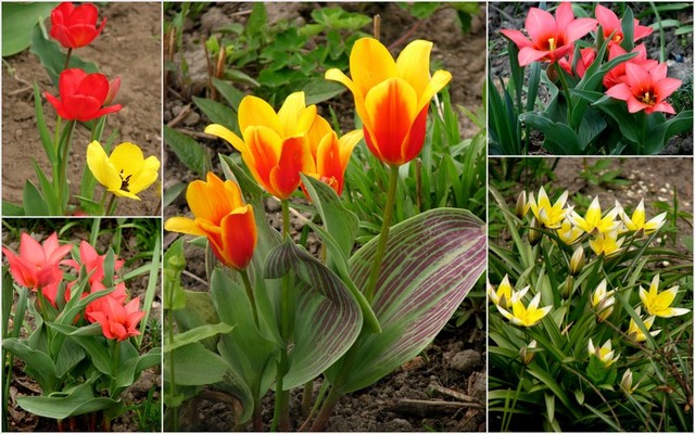 Tulipany-takie różne;)