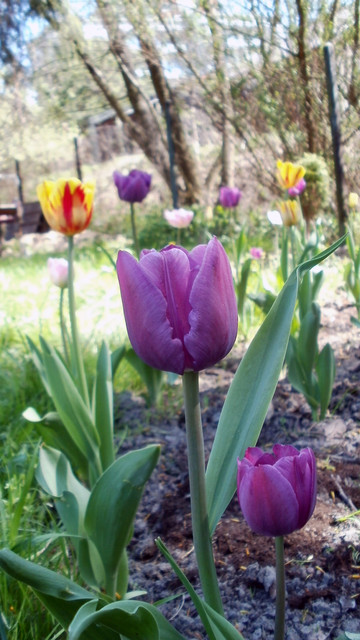 Tulipany w moim ogrodzie