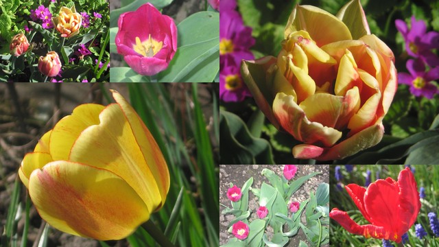 Wiosna kolorowa-tulipankowa;-)