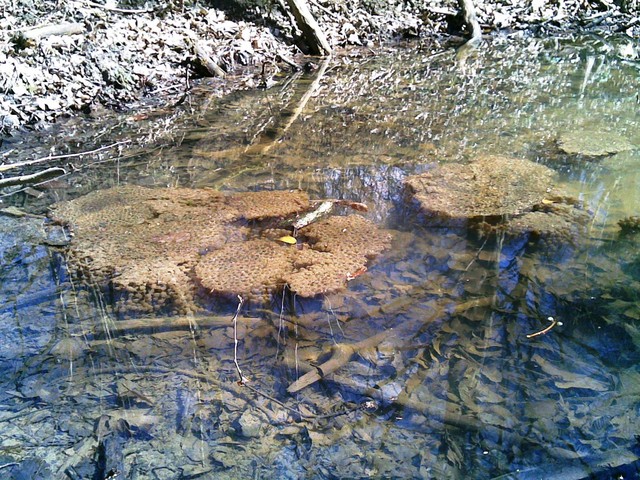 żabi żłobek, też spacer w lesie