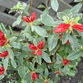 Azalia japonica.