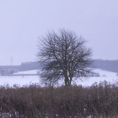 bezlistne drzewo w zimowym krajobrazie