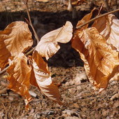 Bukowe liście