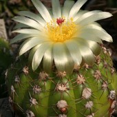 C.d. kaktusów