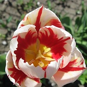 Cd. tulipanów