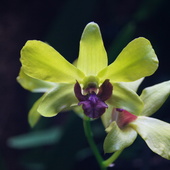 Dendrobium 'Anna' Green