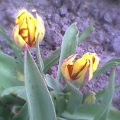 Dziś rozkwitły mini tulipany.