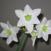 Eucharis - lilia amazońska