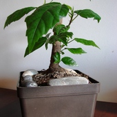 Hibiskus odrodził sie z gołego patyka i zostanie bonsai:)