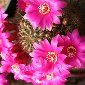Kaktus z kaktusiarni c.d.
