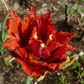 kolejny płomienny kolorek tulisia