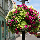 Kwiaty w mieście Łódź