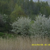 Kwitną drzewa na opuszczonych działkach