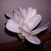 magnolia:D 
