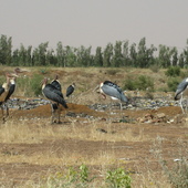 Marabuty, Sudan 2010