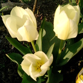 Moje Piękne Tulipan