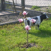 nasza magnolia 