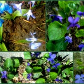 Niebieskości z mego ogrodu