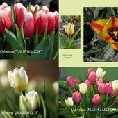 Odmiany tulipanów 