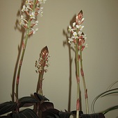 Orchidea ludisia
