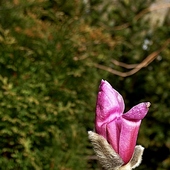 Pączuszek magnoli 