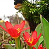 Porozkwitały Tulipa