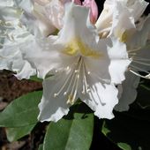 rhododendron wielkokwiatowy