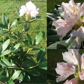 Rhododendron:)