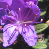 Rododendronek